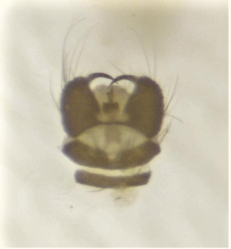 Tasiocera murina